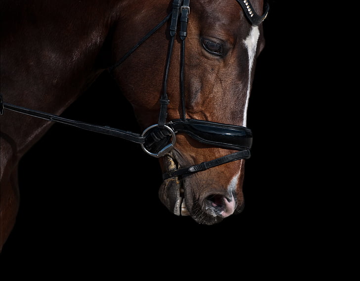 horse, head, chiaroscuro, close up, black background, one person, close-up