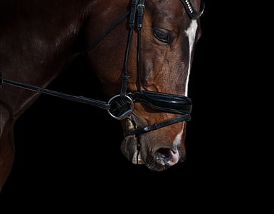 cavalo, cabeça, Claro-escuro, close-up, fundo preto, uma pessoa, close-up