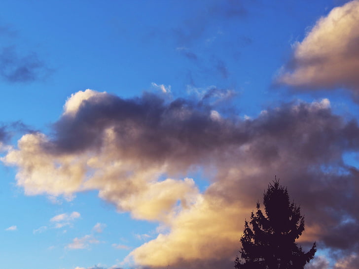 clouds, sky, blue, tree, silhouette, fir, conifer