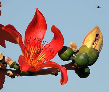 blomsten af ceiba speciosa, blomst, træ, Ceiba speciosa, natur, forår, rød