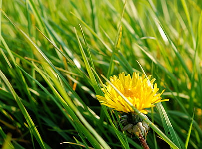 Dandelion, padang rumput, rumput, hijau, musim semi, menunjuk bunga