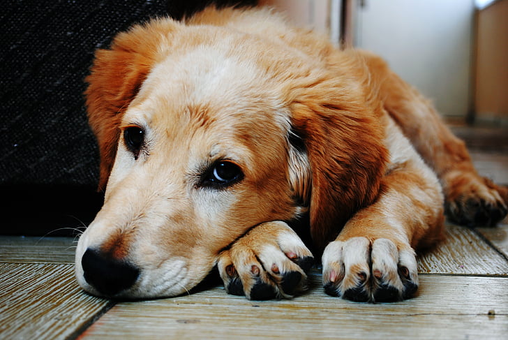 犬, 動物, 木製, 床, 毛皮, 茶色, かわいい