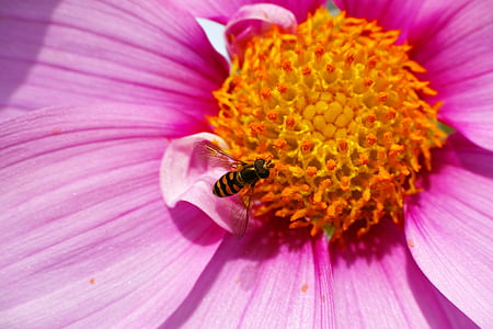 Syrphidae, Cosmos, pollen, macro