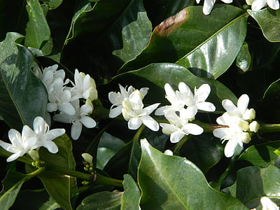 Flor de kafé, landskapet, blomstrende, blomster i feltet, natur, hvit blomst, blomster