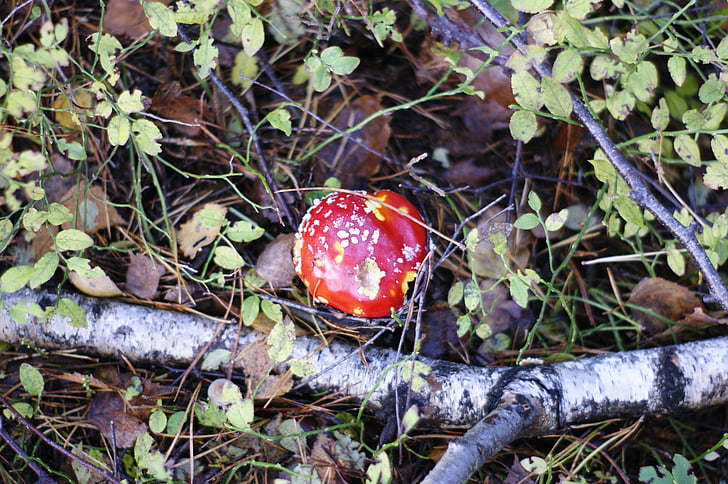 toadstool, mushrooms, forest, trees, autumn, season