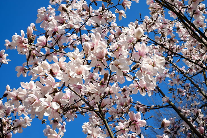 τουλίπα μανόλιας, δέντρο, ο Μπους, μανόλια, magnoliengewaechs, Magnoliaceae, λουλούδια