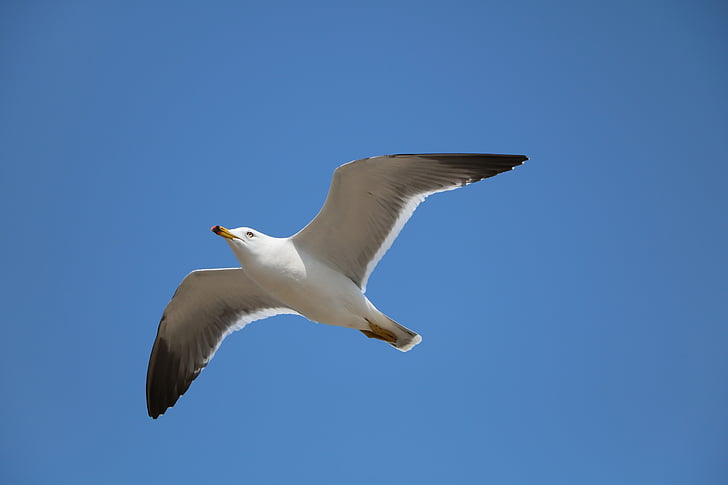 Seagull, Nuevo, vuelo, aves, pájaro, naturaleza, vuelo