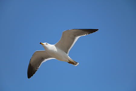 seagull, new, flight, birds, bird, nature, flying
