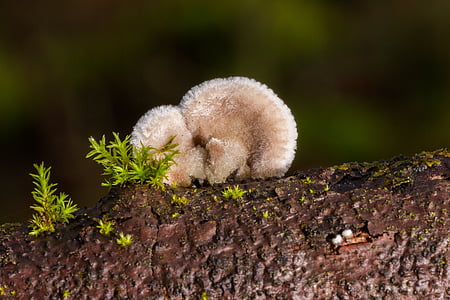 cogumelo, fungo de árvore, esponja, natureza, pequeno