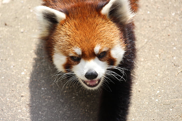 dyr, røde panda, Zoo