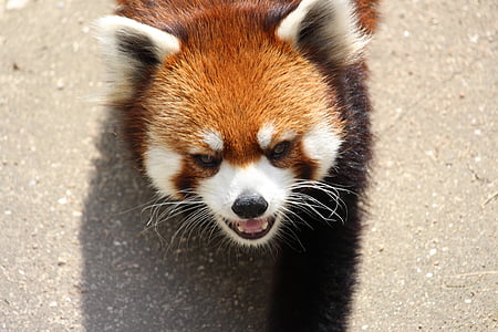 hayvan, Red panda, Hayvanat Bahçesi