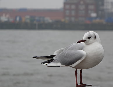 seagull, diva, bird, sea, animal, nature, sea Bird