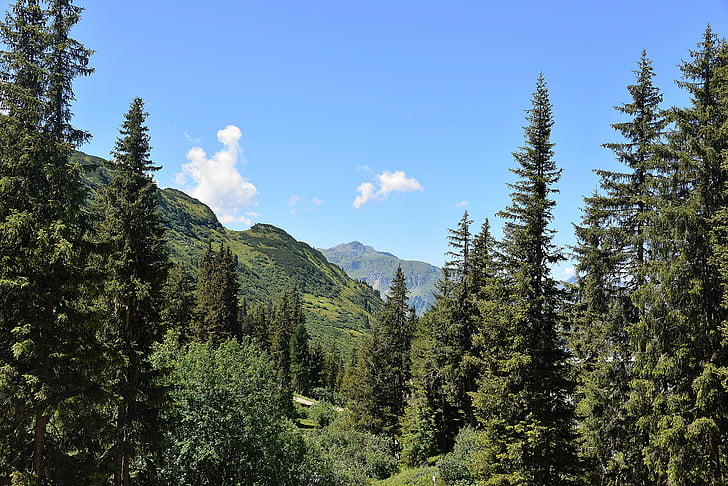 Wald, Berge, Kaunertal, Vision, Panorama, Landschaft, Natur