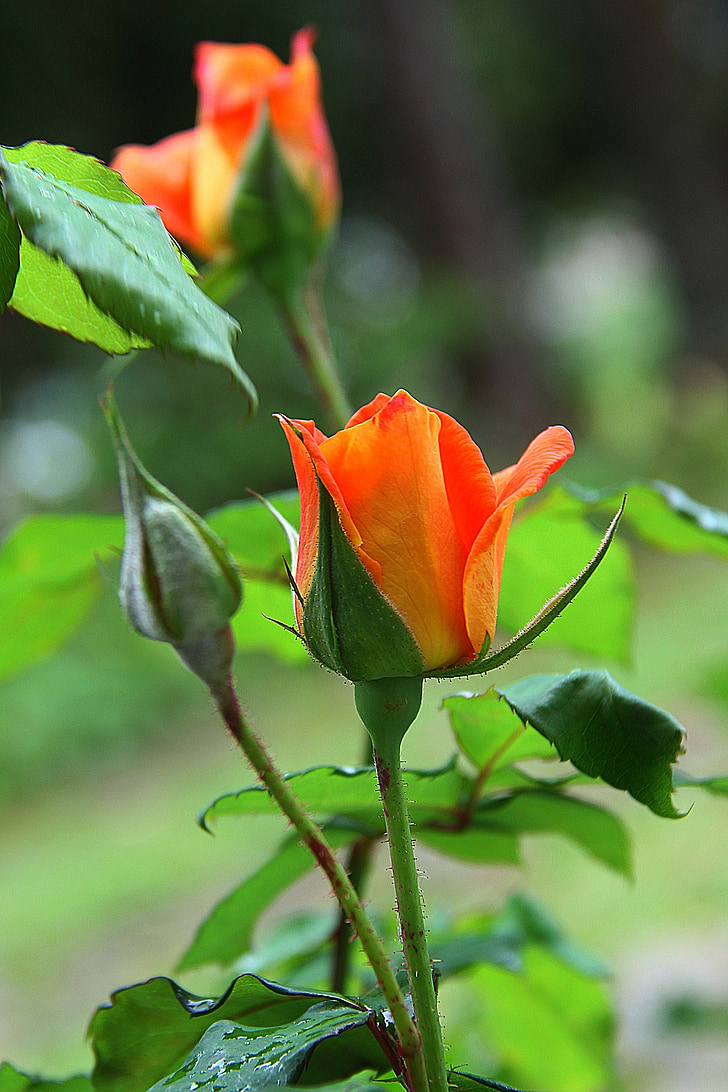 rose, orange, blossom, flower, nature, plant