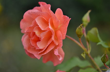 rosa, arancio, fiore, natura, floreale, rosa, giardino
