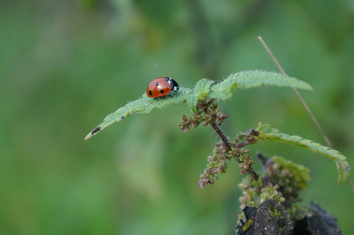 Ladybug, frunze, verde, plante