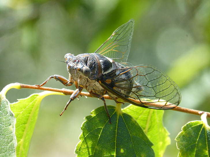 cicade, Ik cicádido, rivierkreeft, zomer cri-cri, insect, detail
