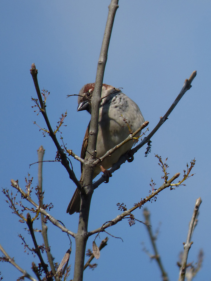 Sparrow, branches, oiseau, Pardal, Lookout