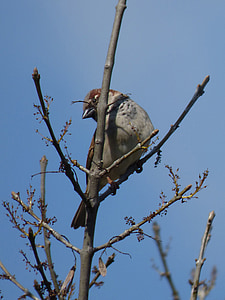 Sparrow, branches, oiseau, Pardal, Lookout