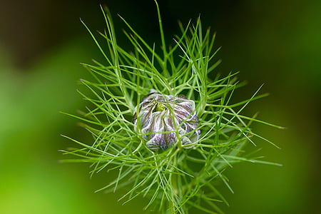natura, planta, flor, flor, verd, Espinosa, close-up