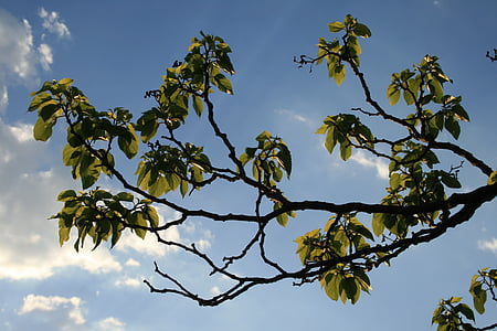 chi nhánh, cong, tán lá, lá, clumped, màu xanh lá cây, bầu trời