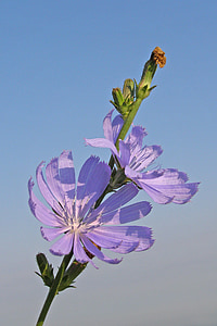 xicoira, flor, blau, Cichorium intybus, l'estiu, camp de flors, salvatge