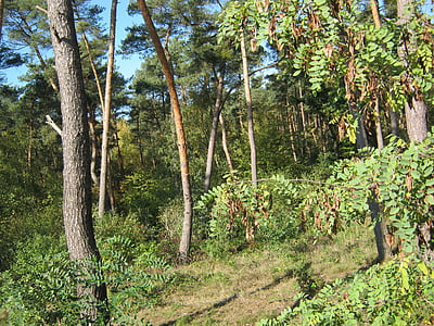 bosque de pinos, bosque, Palatinado, kesselberg