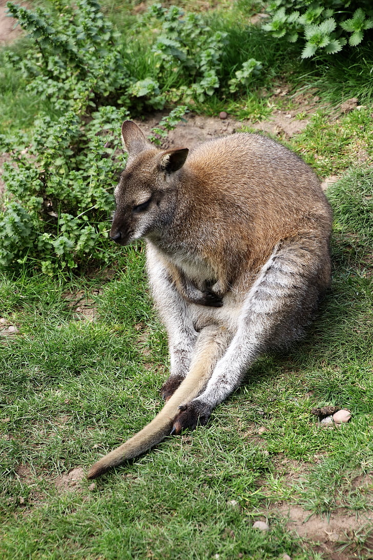 Walabia, kangur, zwierząt, Natura, Australia, ssak, dzikich zwierząt
