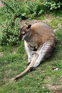 Wallaby, canguru, animal, natureza, Austrália, mamífero, vida selvagem