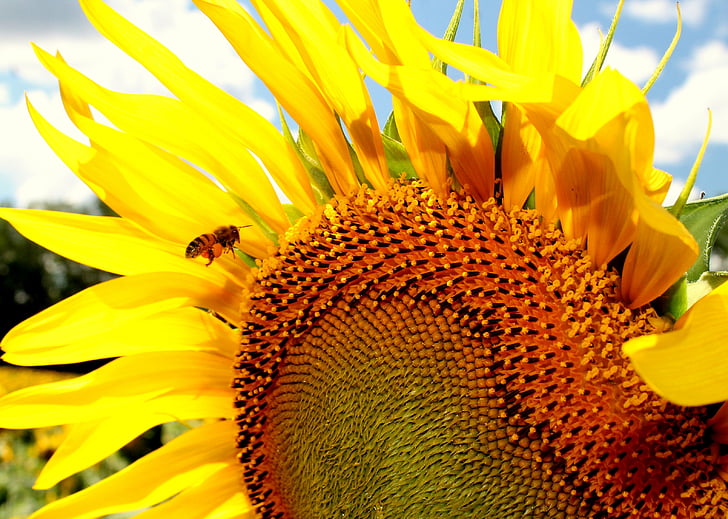 sunflower, honeybee, bee, beekeeping, yellow