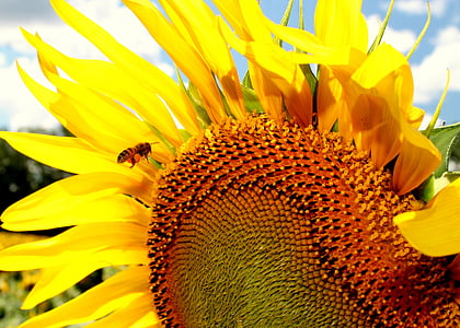 向日葵, 蜜蜂, 蜜蜂, 养蜂, 黄色