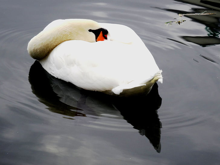 swan, pond, water, bird, nature, swan pond