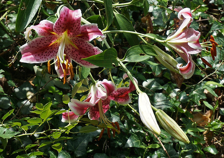 Asiatik lily trio, Asiatik lily, Lily, bunga, Blossom, mekar, tanaman