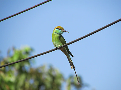 Kingfisher, vták, Alcedo atthis, malé, Zelená, exotické, Tropical