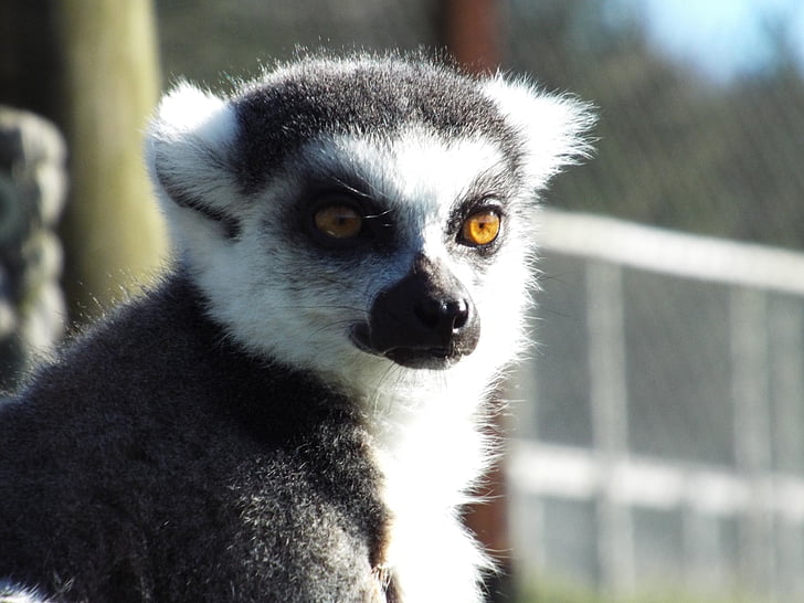 lemur, ring-tailed, primat, dyr, abe