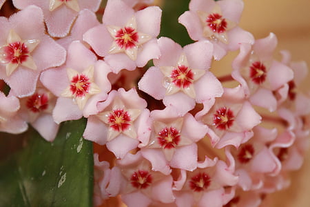 flower, pink, hoya, wax plant, creeper