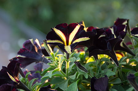 petunia, petunia phantom, nachtschattengewächs, black, yellow, balcony plant, football club colors