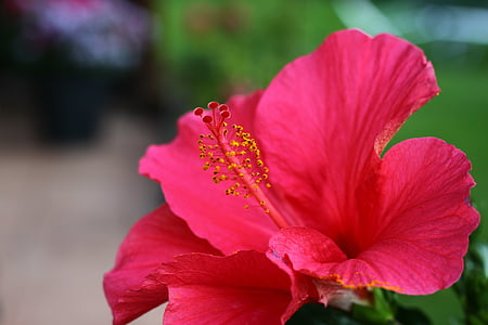 punane, õis, Bloom, lill, tempel, Flora, Sulgege