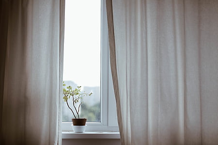 curtains, decoration, indoors, plant, pot plant, window