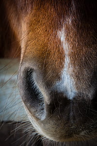 häst, ponny, näsa, näsborre, närbild, ansikte, munkorg