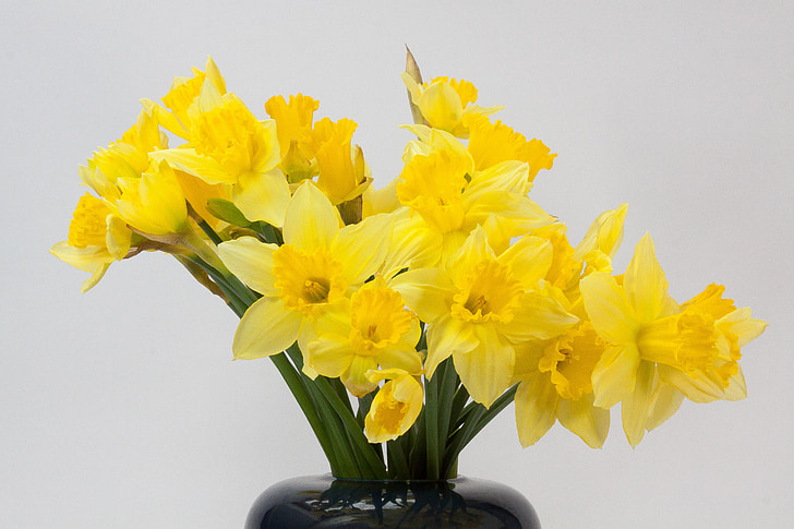 Narcissus pseudonarcissus, Påskelilje, buket, ostergloeckchen, blomstringstid, påske, forkert narcissus