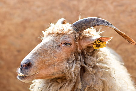 animal, wool, goat, horns, tag, census, sheep