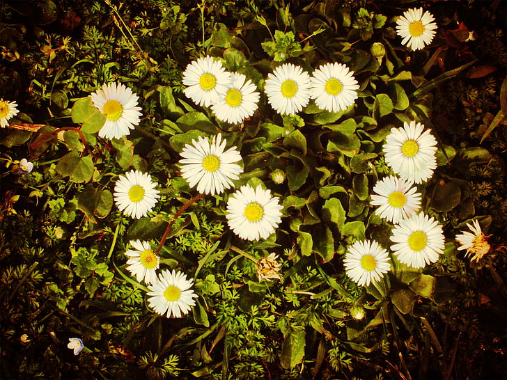 Daisy, natuur, groene weide, bloem, zomer, plant, geel