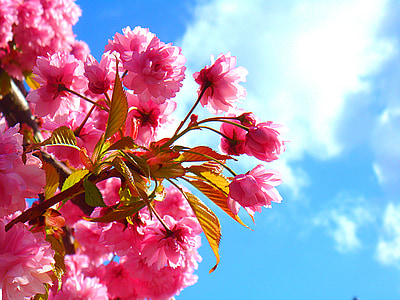 άνθος, ηλιακό φως, ροζ, φύση, Prunus, άνθιση, φύλλα
