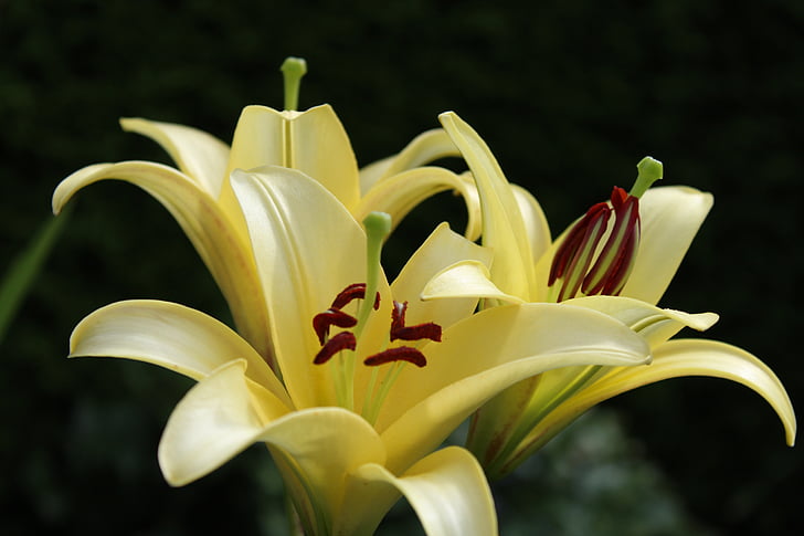 Lily, žltá, kvety, Záhrada, Príroda, pečiatka kvet, Zavrieť