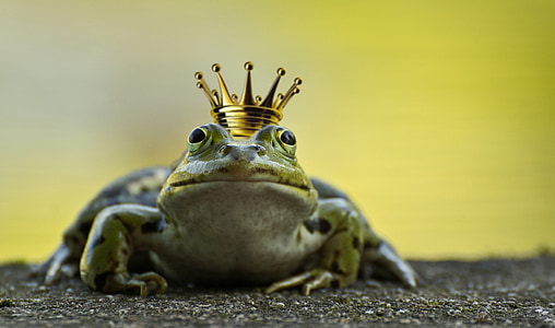 frog, frog prince, crown, pond, fairy tales, green, prince