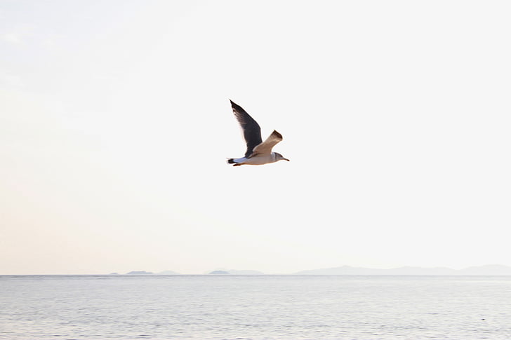 seagull, sea, new, sky, flight, wing, beach