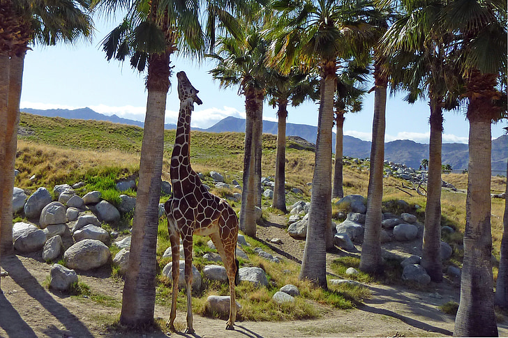 giraff, djur, vilda djur, Zoo, Living desert