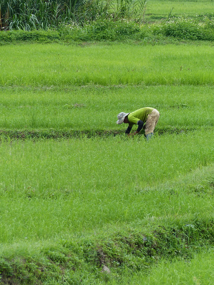 põllumajandustootja, riisi, Tai