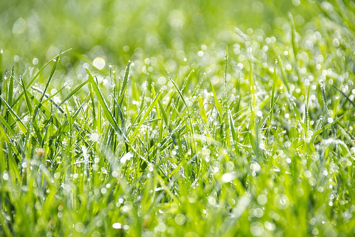 green, grass, morning, dew, daytime, nature, ground